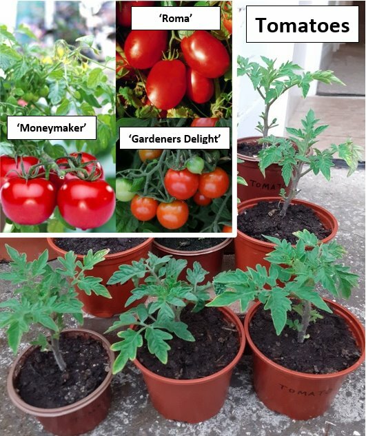 Potted Tomatoes, summer flower bedding & perennial plants in Taunton