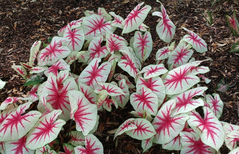 Caladium - Fiesta - Striking Red/White Leaves - Lot of 8 Bulbs