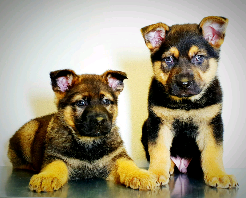 Quality Gsd Puppies In Hyde Manchester Gumtree