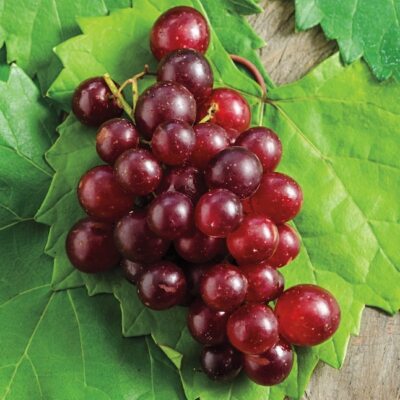 1 Ruby Red Seedless Live Grape Plant - 1-2 Year Old - Pruned Ready for Planting