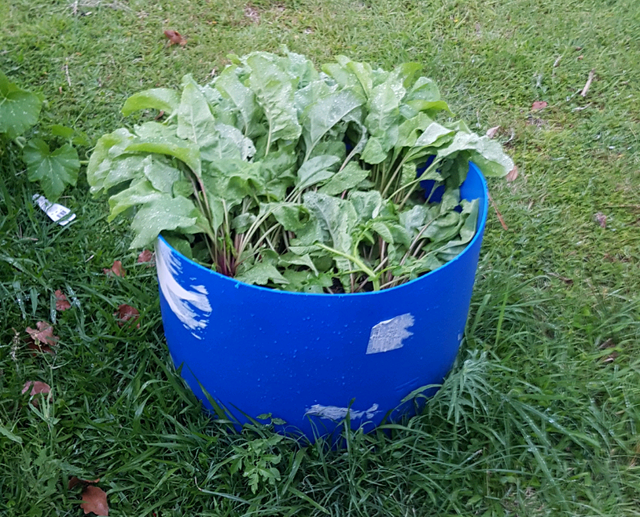 205 litre Plastic drums 44 gallon | Other Home & Garden | Gumtree