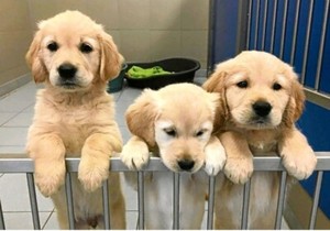 Free puppies | Dogs & Puppies | Gumtree Australia Parramatta Area