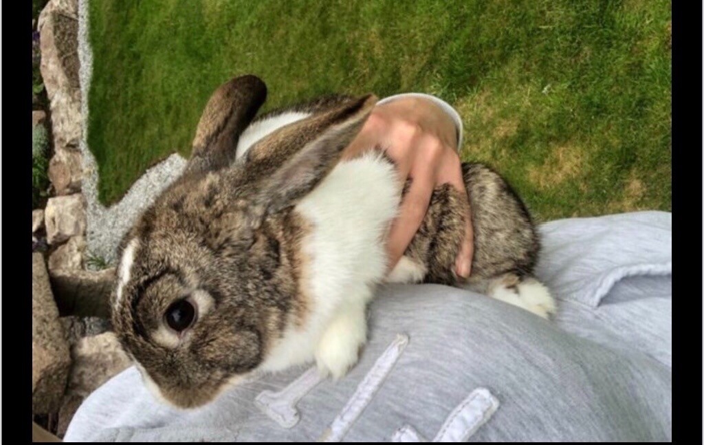 Rabbits 1 buck 1 doe 3 babies in Peterhead, Aberdeenshire Gumtree