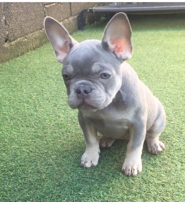 Lilac and tan female French bulldog | in Gorseinon, Swansea | Gumtree