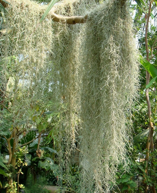 WANTED Old Mans Beard SPANISH MOSS Air Plant Tillandsia