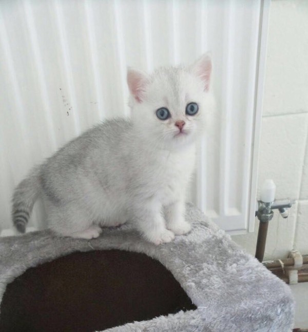 Beautiful black tipped British shorthair Bsh kitten for sale. Ready now