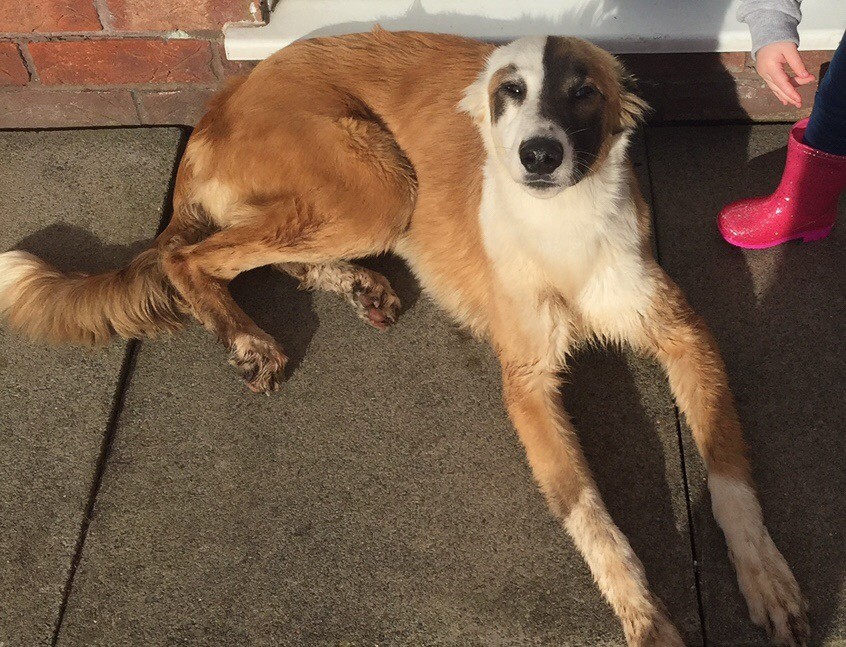Lurcher dog (young) in Liverpool, Merseyside Gumtree