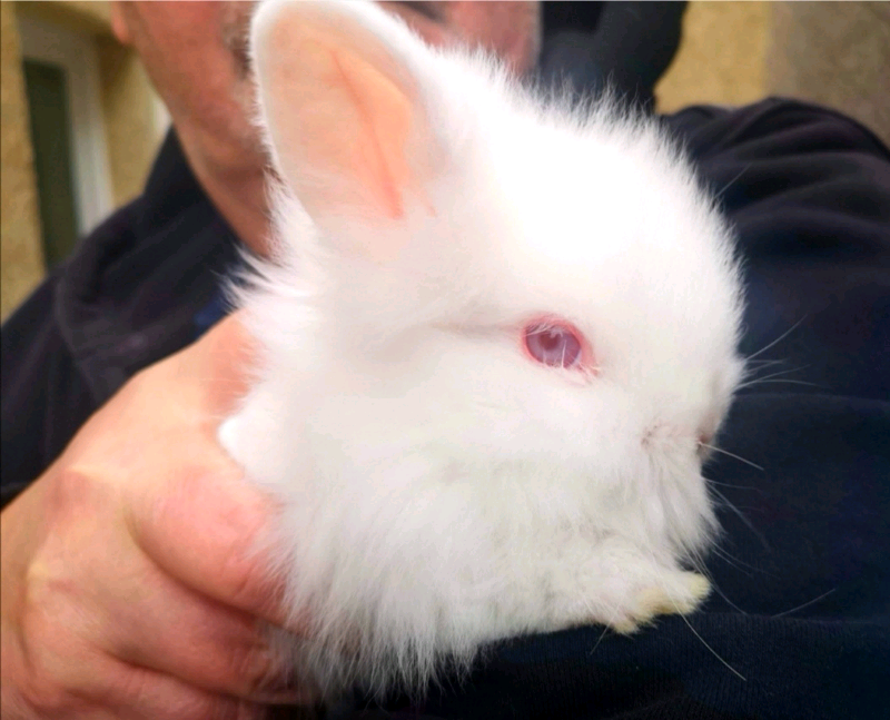 Lionhead Lops!!! in Swansea Gumtree