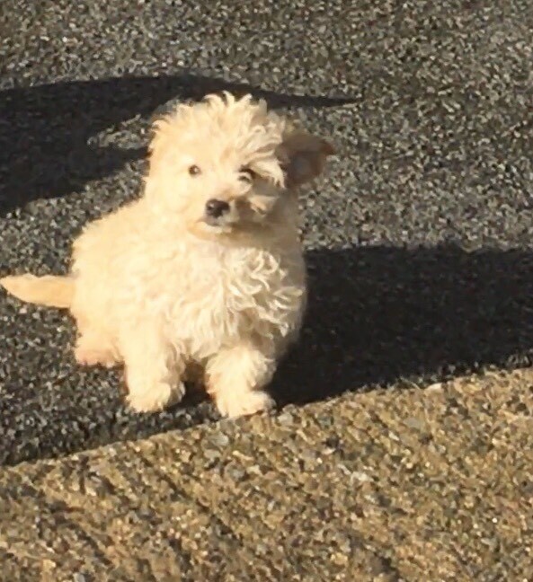 Miniture Cavapoo pups for sale | in Chesterfield, Derbyshire | Gumtree