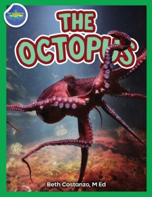 The Octopus Ages 2-4
