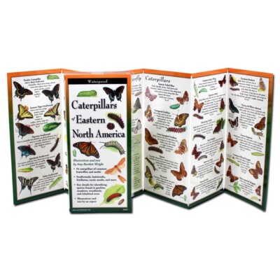 Caterpillars Of Eastern North America