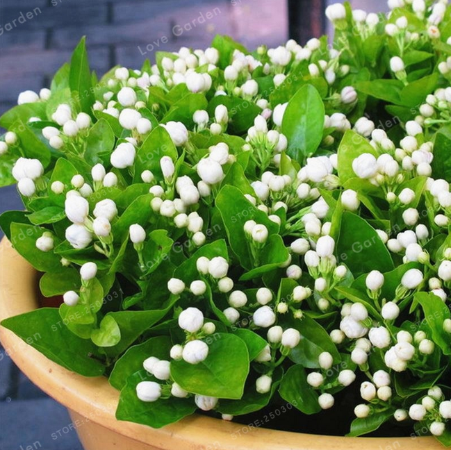 Original Package Colour Bar Jasmine Seeds Jasminum Sambac Jasmine Flower 51 Perennials Home Garden
