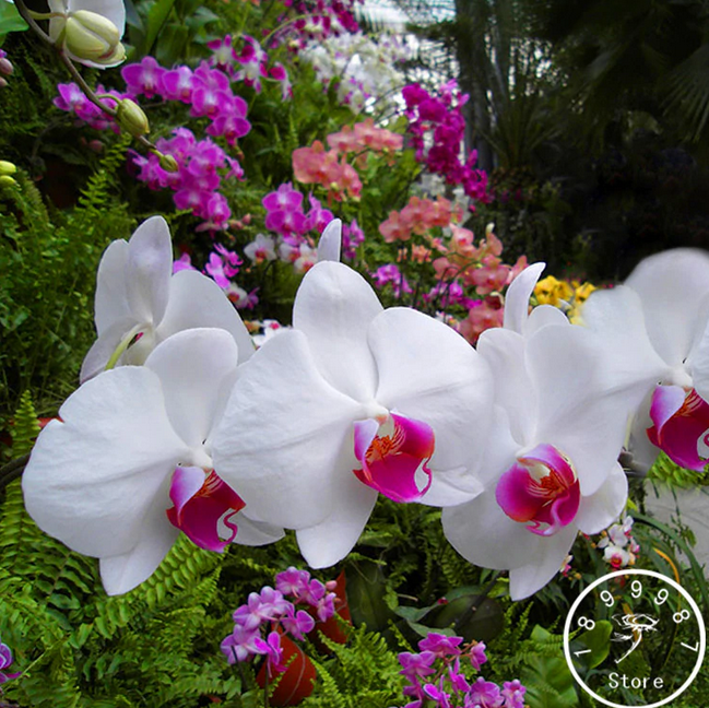 Perennial Seeds 200Pcs Mix Color Phalaenopsis Flower Seeds