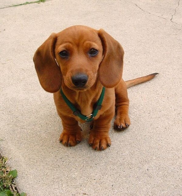WANTED: Red smooth miniature dachshund puppy (End Nov or DEC) | Dogs