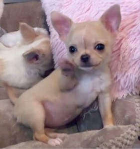 Chihuahua In Adelaide Region Sa Pets Gumtree Australia Free