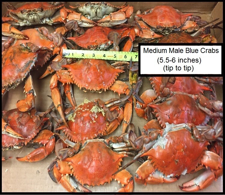 1/2 Bushel Steamed Male Blue Crabs (Mix of Medium/Large Crabs) (5.56.5