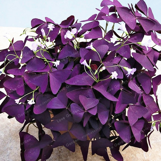 Yard Garden Outdoor Living Oxalis Wood Sorrel Purple Shamrock Clover Flowers Bonsai Garden 100 Pcs Seeds O Home Garden