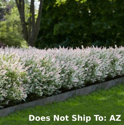 Tri-Color Dappled Willow 2gallon Outdoor Floweing Salix integra Hakuro-nishiki