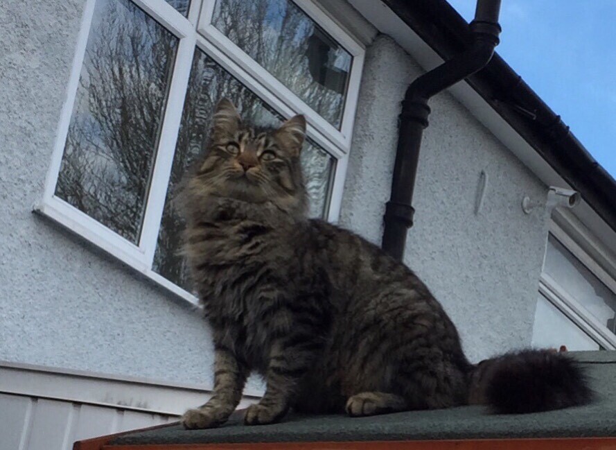 Stunning and friendly fluffy cat looking for a loving home in