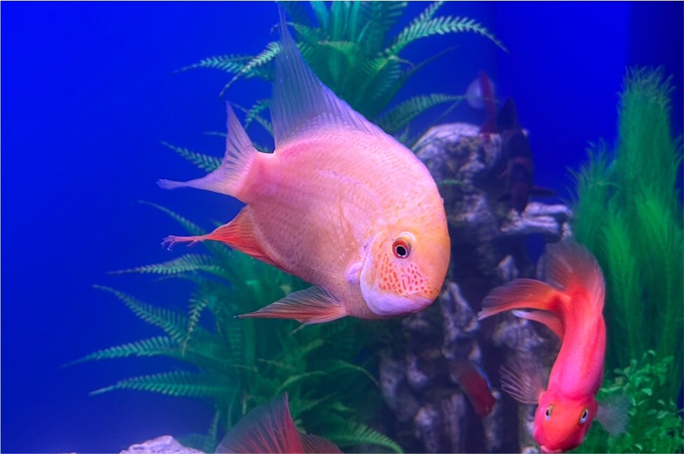 6/7” yellow Severum cichlid tropical fish in StratforduponAvon