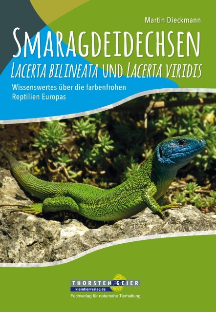 Smaragdeidechsen Lacerta Bilineata Und Lacerta Viridis Martin Dieckmann