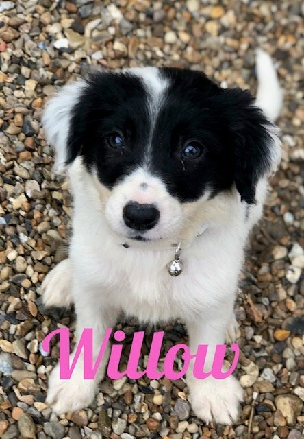 Beuatiful Border Collie Puppies For Sale 550 In Northfleet Kent