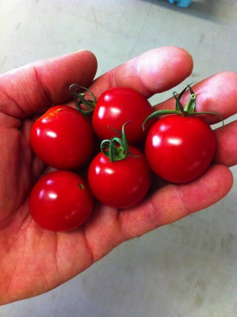 100+ SUGAR BOMB CHERRY TOMATO SEEDS - Heirloom - Organic