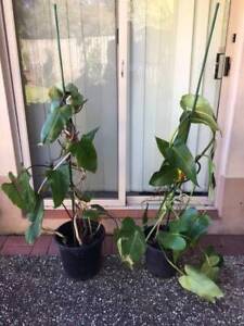 Philodendron, Red Emerald, Imperial Red - 5 plants, from $25. Must Go