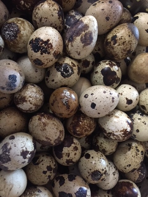 More than SIX DOZEN(72) FRESH, JUMBO, Coturnix Quail Eggs for Hatching