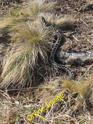 Photo 6x4 Snake in the Grass Eylesbarrow This male adder was taking in th c2012