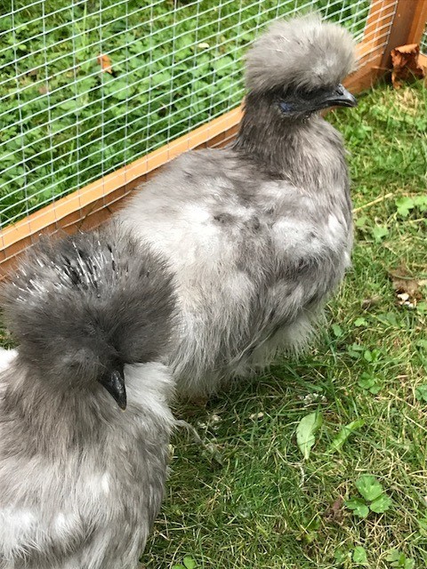 2 X Silkie Chickens Coop And Run For Sale In Kings Langley Hertfordshire Gumtree