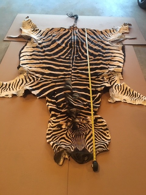African TAXIDERMY Huge TANNED ZEBRA SKIN RUG-HIDE AFRICA SAFARI HUNTING DECOR