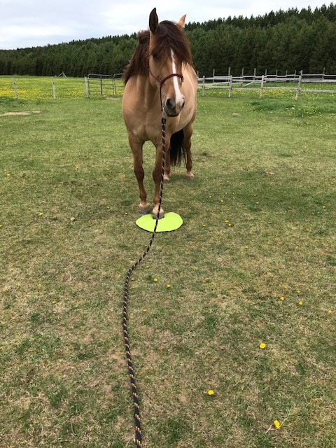 Horse Training - Slick Spot - Stand your ground. Fits Parelli style of training