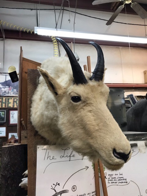 Mounted Mountain Goat Head