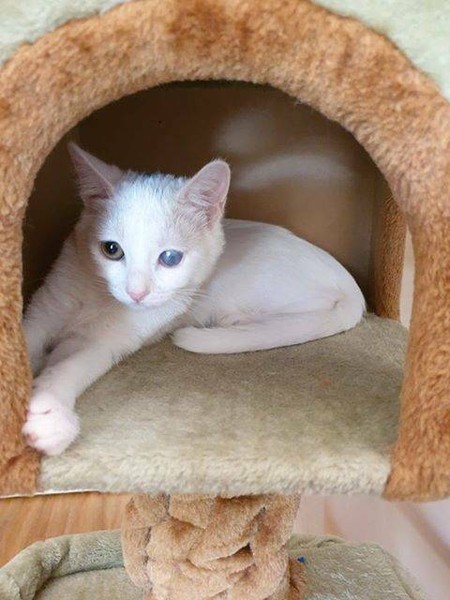 From The Mind That Brought You The Best Selling Yogadogs Calendar Comes This A Meow Sing Yogakittens Pocket Pl Kittens Funny Animals Monthly Pocket Planner