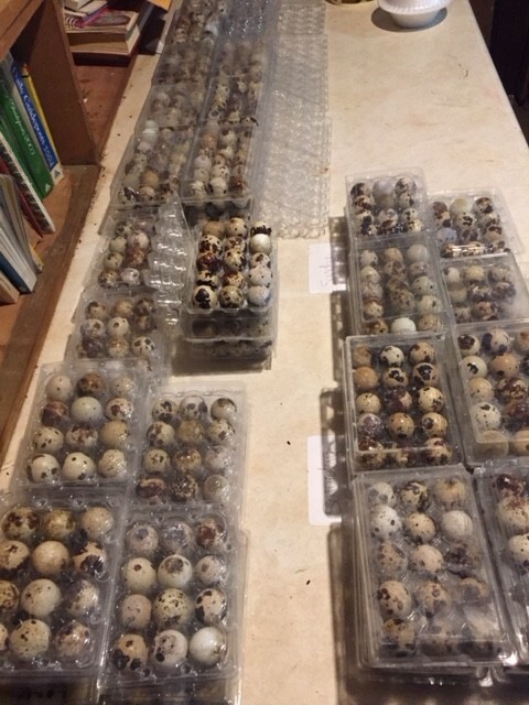 More than SIX DOZEN(72) FRESH, JUMBO, Coturnix Quail Eggs for Hatching