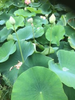 Lotus Plants For Sale
