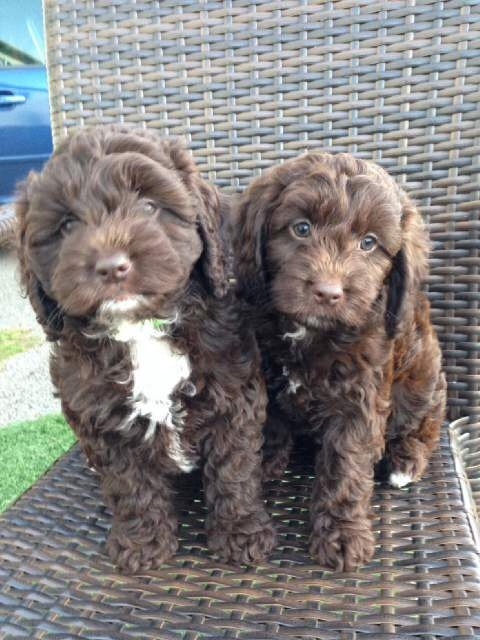 Sproodle puppies for sale | in Maldon, Essex | Gumtree