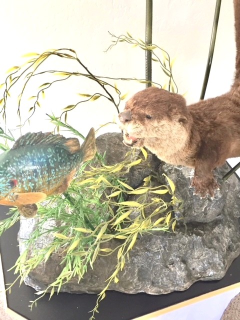 Taxidermy Otter Chasing Bluegill Fish Artisitic Scene NEW