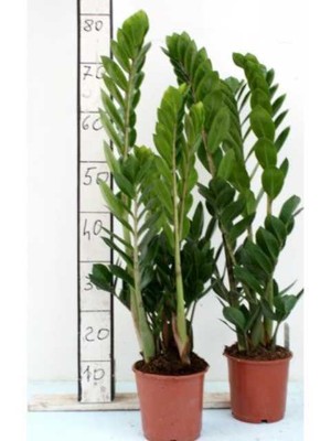 ZAMIOCULCAS Piante da interno Pianta da Appartamento Arredamento casa -vaso 15cm