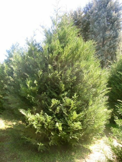 Murray Cypress Tree - 3