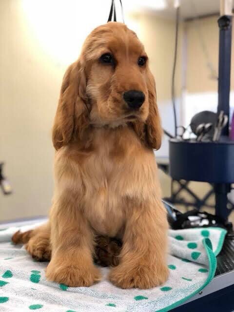 Wanting: cocker spaniel | Dogs & Puppies | Gumtree ...