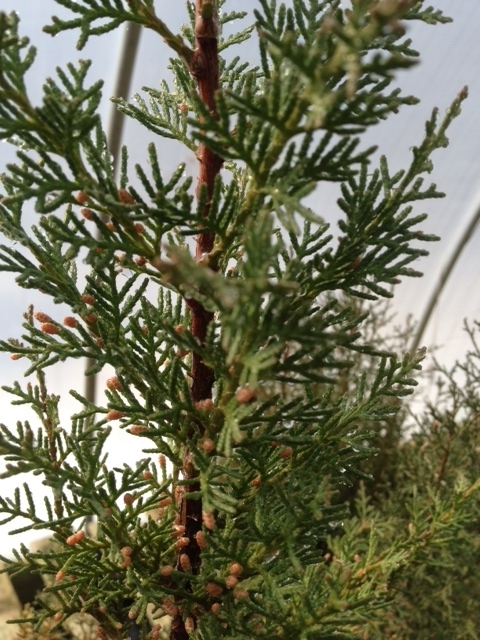 JAPANESE JUNIPER,TRADITIONAL BONSAI,5 YEARS OLD, WIND SWAP STYLE.