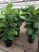 Massive Large Fiddle Leaf Fig ficus lyrata Indoor Plant A++++ Glen Waverley Monash Area Preview