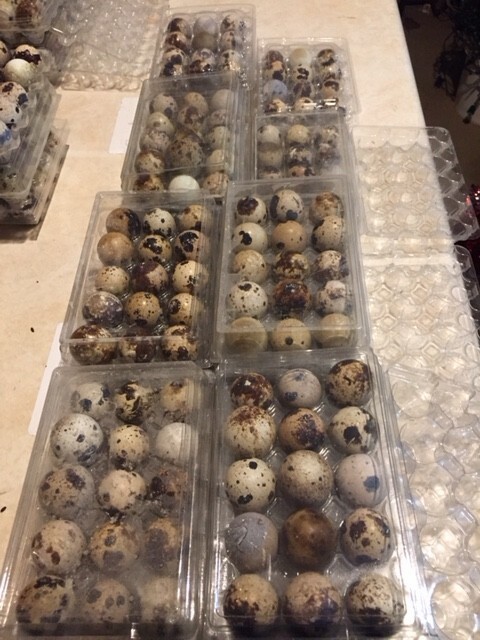 More than SIX DOZEN(72) FRESH, JUMBO, Coturnix Quail Eggs for Hatching