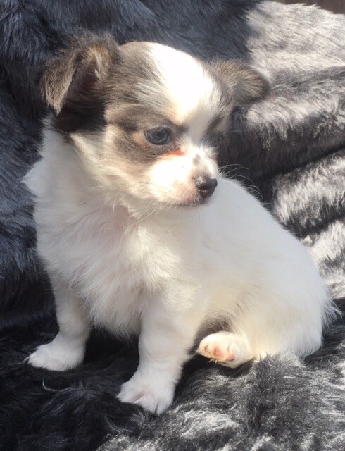 3 Stunning Long Coat Chihuahua Pups In Brierley Hill West