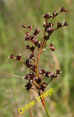 Photo 6x4 Rush (Juncus spp) Greeness I am confident that it is a rush, bu c2014