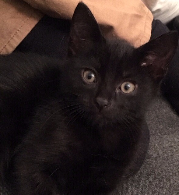black kitten for sale. 11 weeks old and ready to leave in
