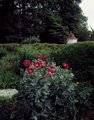 Garden,Mount Vernon,Virginia,VA,George Washington's Estate,Carol Highsmith