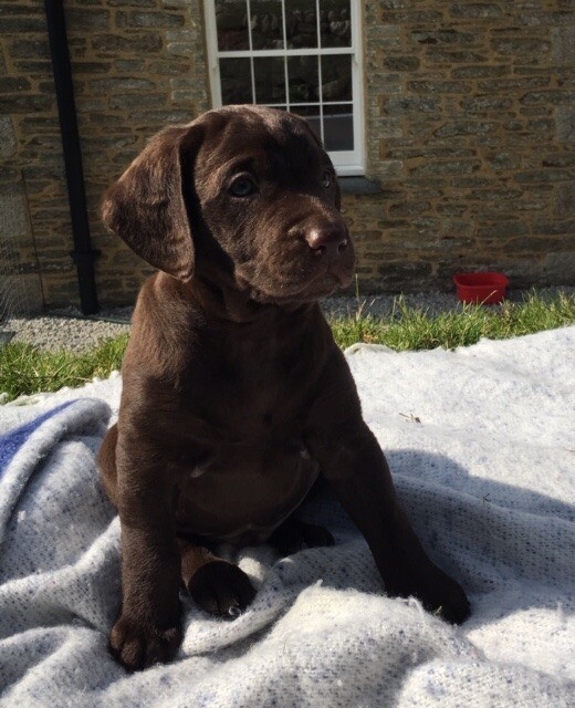 *SOLD* chocolate Labradoodle puppy, Cornwall in Bodmin, Cornwall